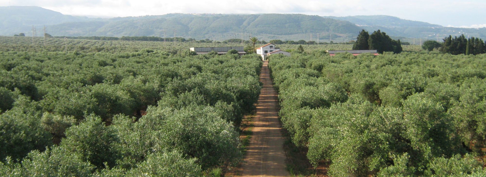 Azienda agricola Gherardo dei Conti Terzi